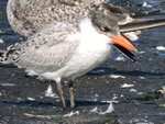 Caspian Tern